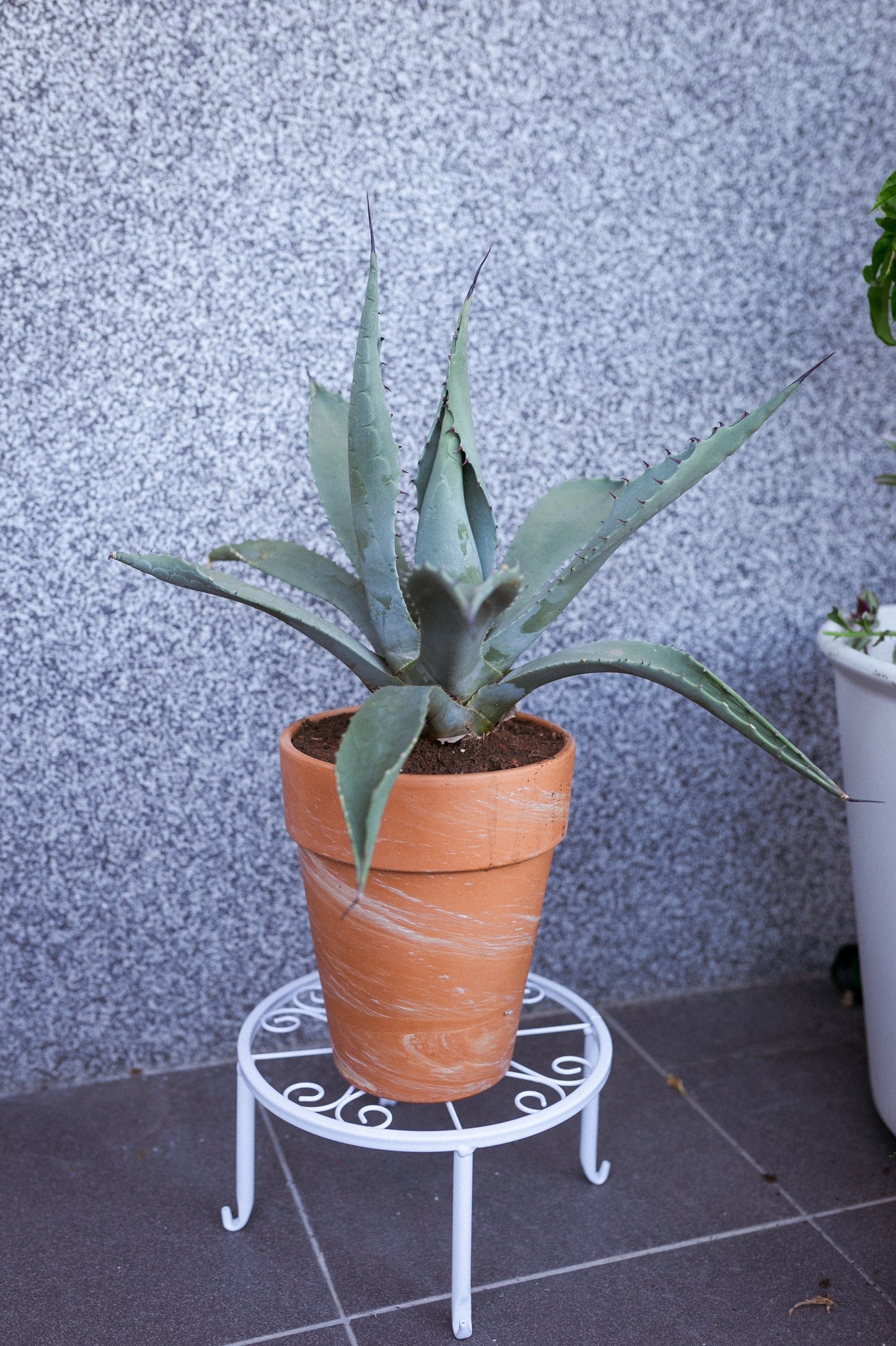 Agave parryi