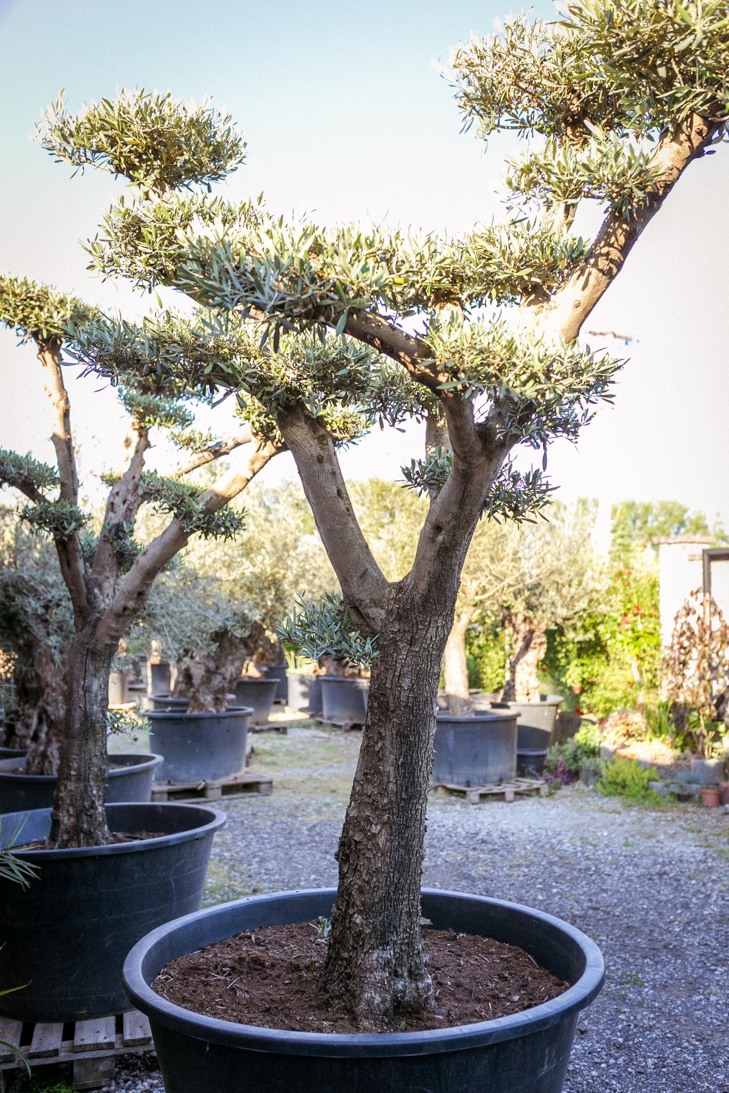 Olivovník európsky ,,Bonsai,,