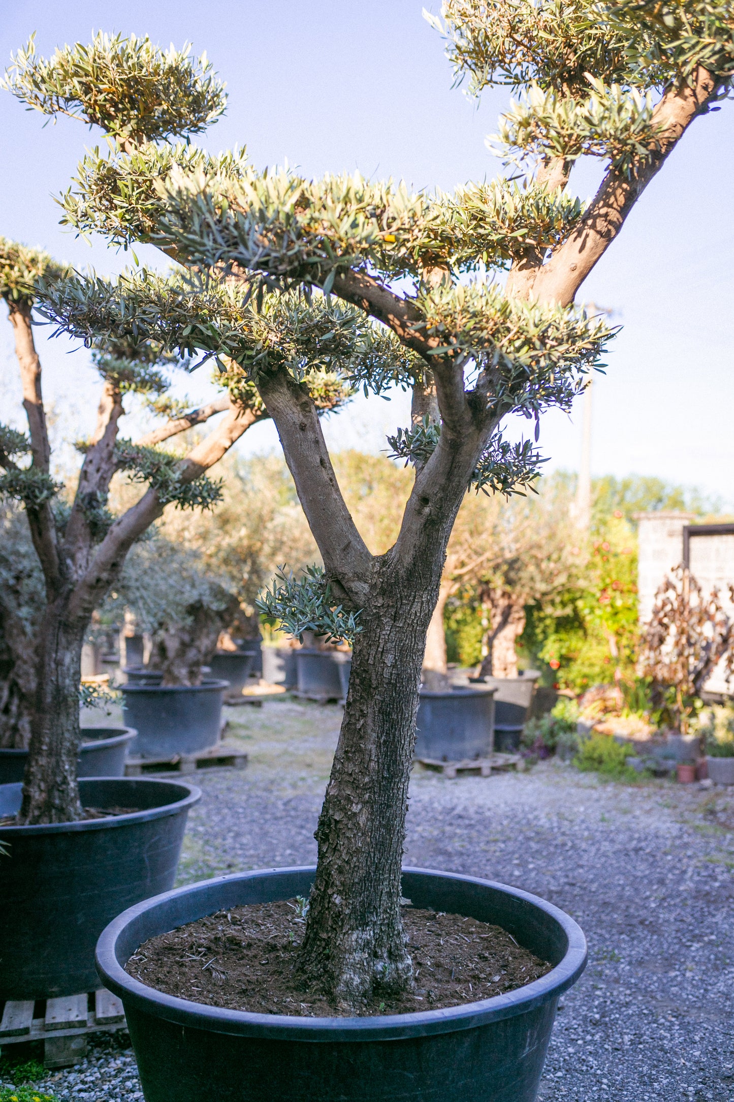 Olivovník európsky ,,Bonsai,,