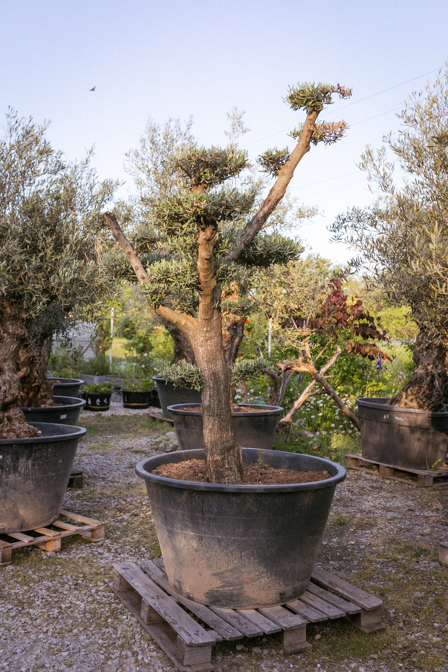 Olivovník európsky ,,Bonsai,,