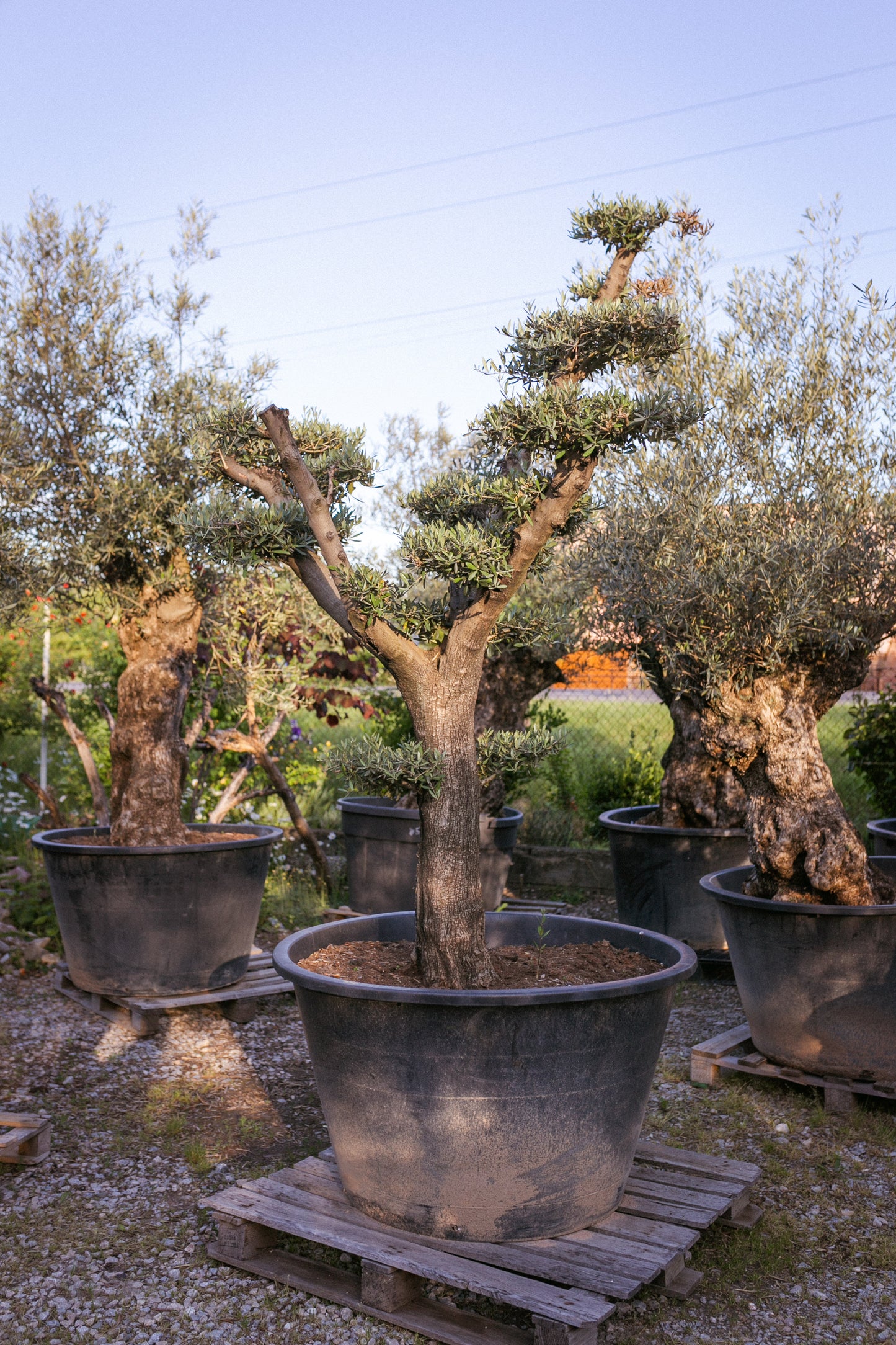 Olivovník európsky ,,Bonsai,,