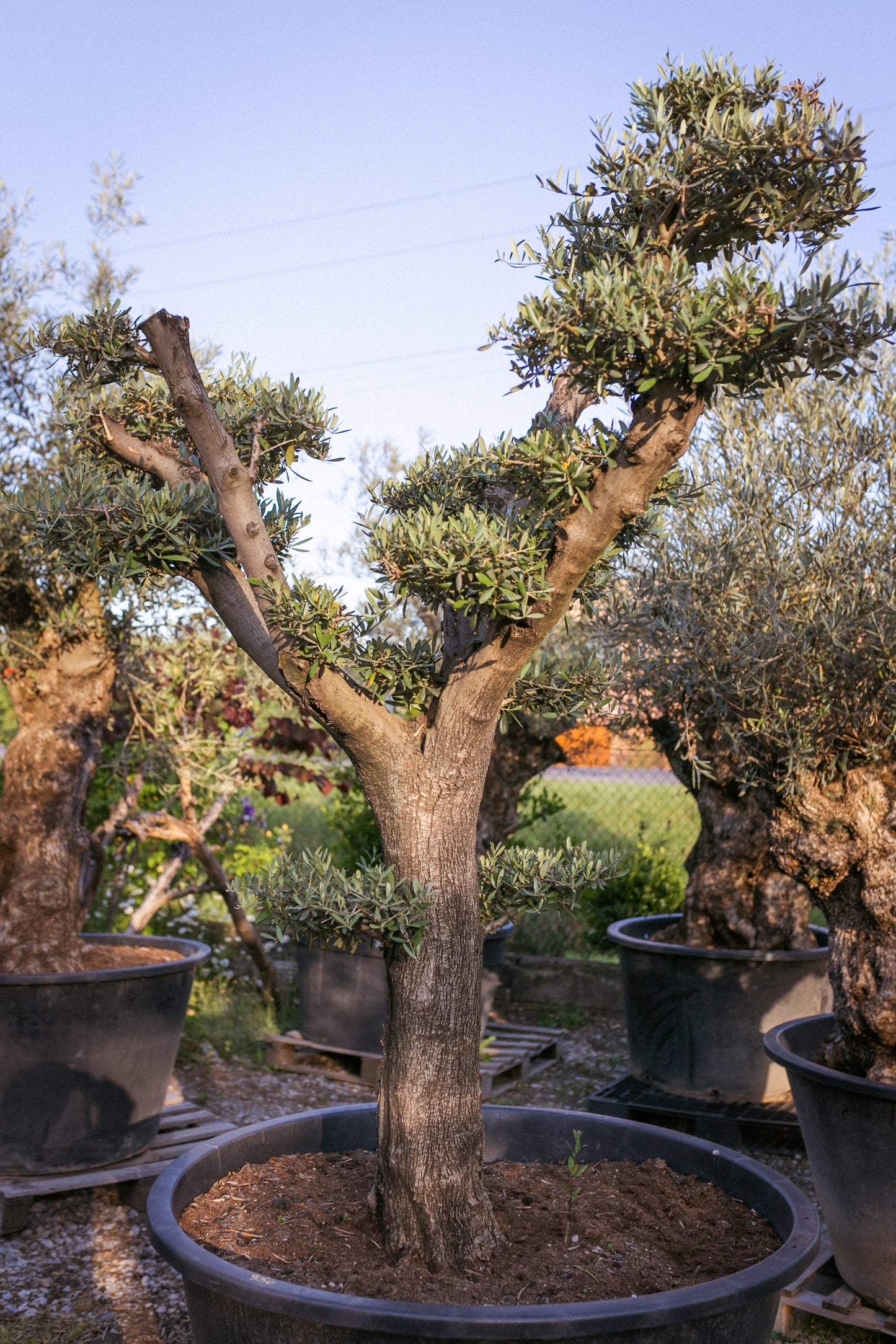 Olivovník európsky ,,Bonsai,,