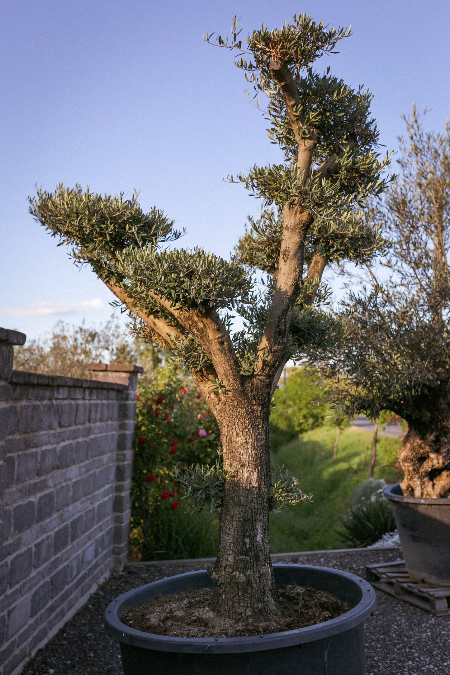 Olivovník európsky ,,Bonsai,,