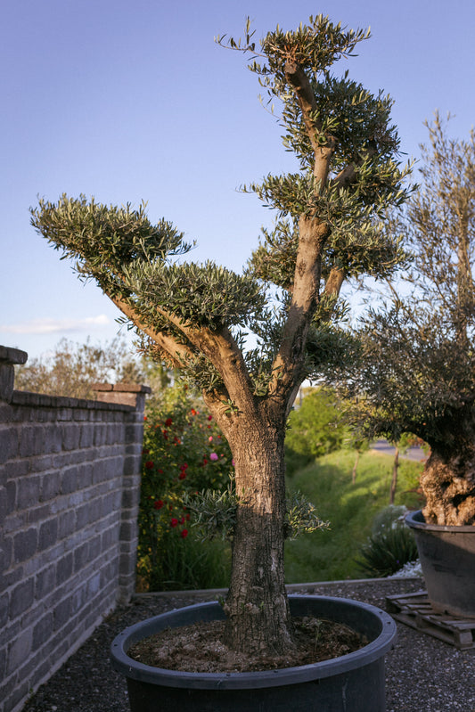Olivovník európsky ,,Bonsai,,