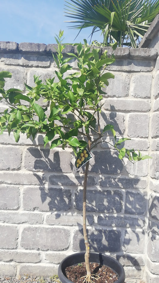 Citrus Limon (Citrónovník)