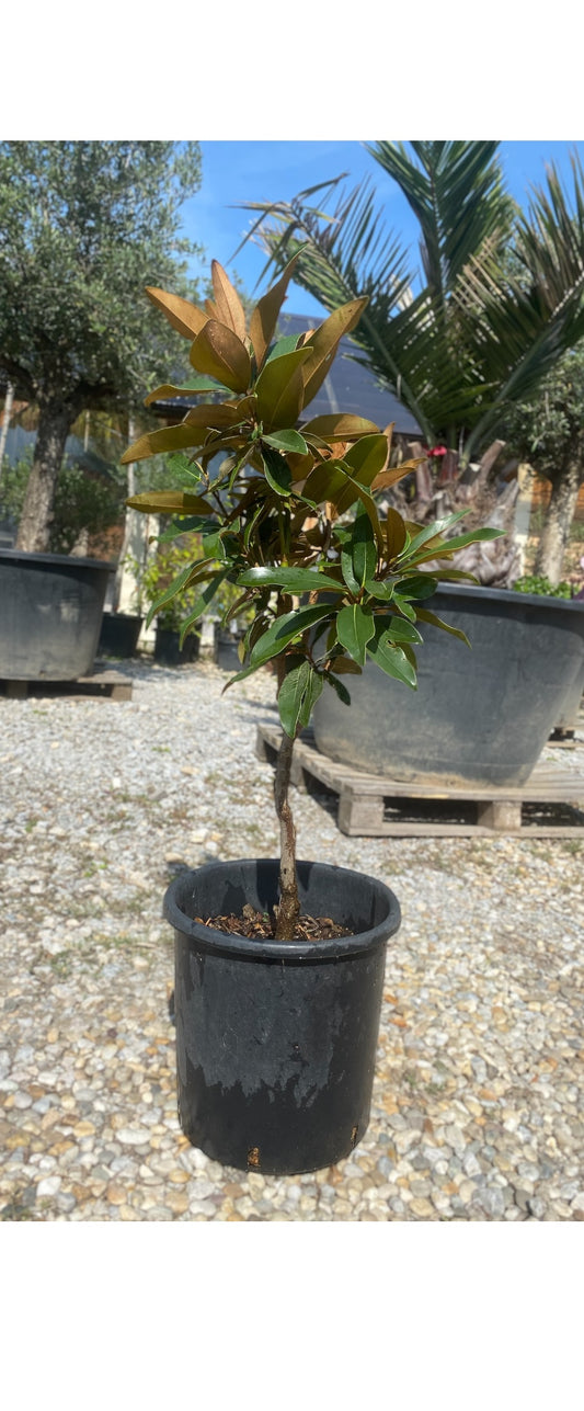 Magnolia Grandiflora (Magnólia)