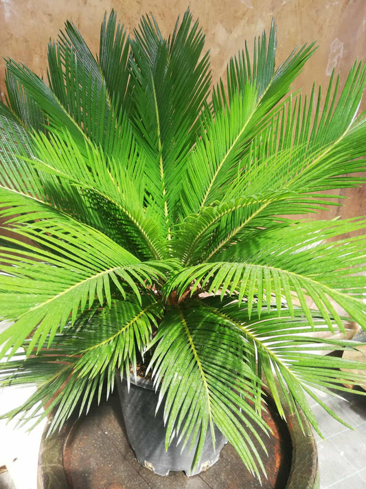Cycas Revoluta