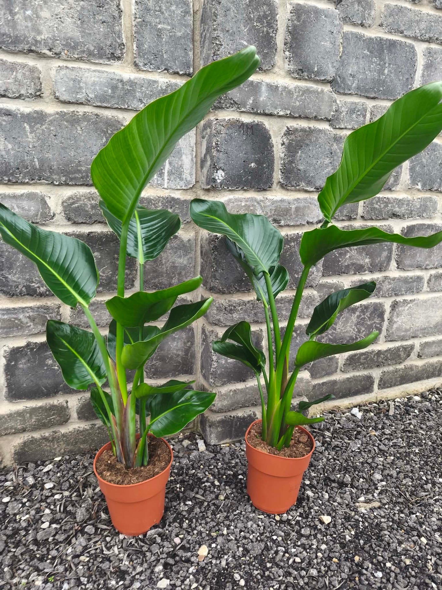 Strelitzia Nicolau