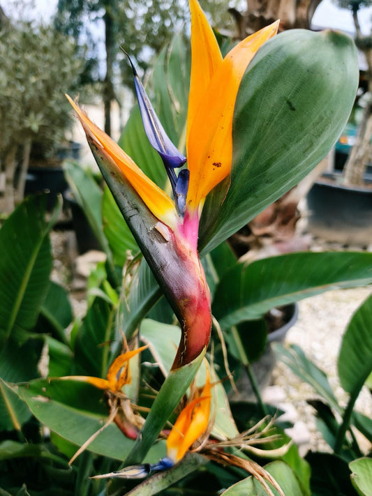 Strelitzia Reginae