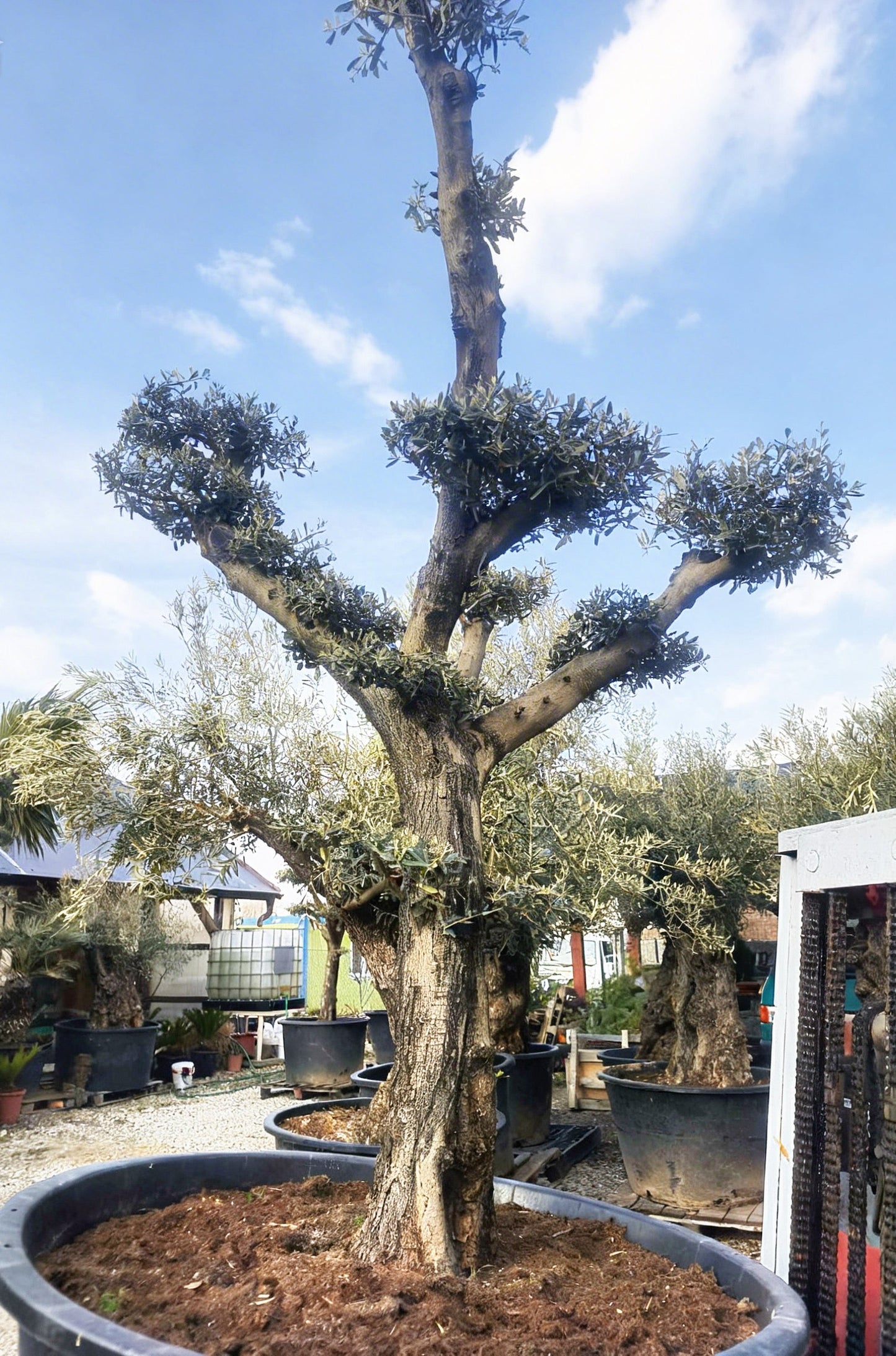 Olivovník európsky ,,Bonsai,,