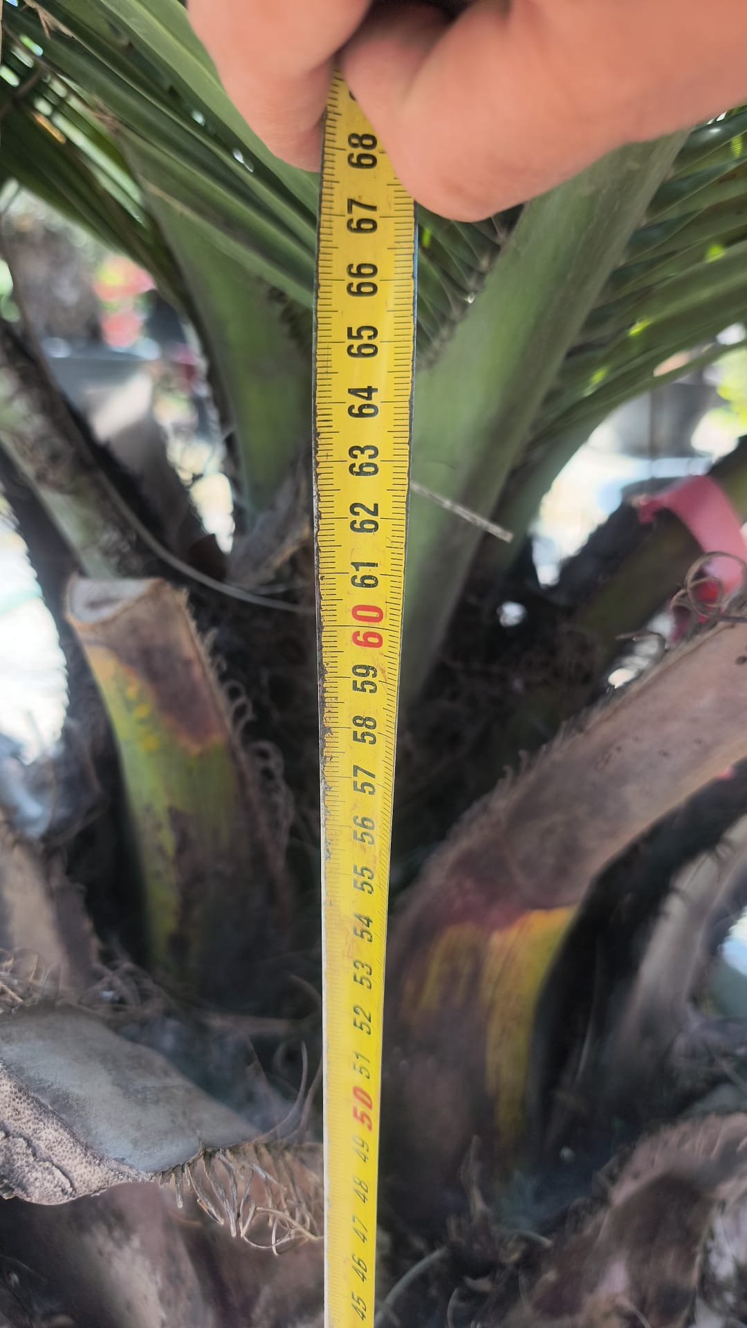 Jubaea chilensis