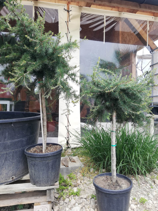 Cedrus Libanoni SARGENTII