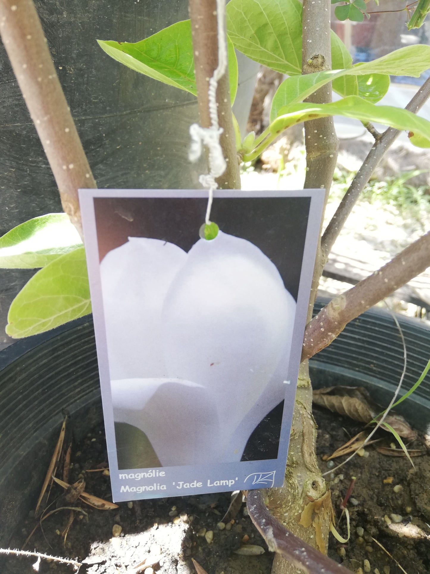 Magnólia ,Jade Lamp,