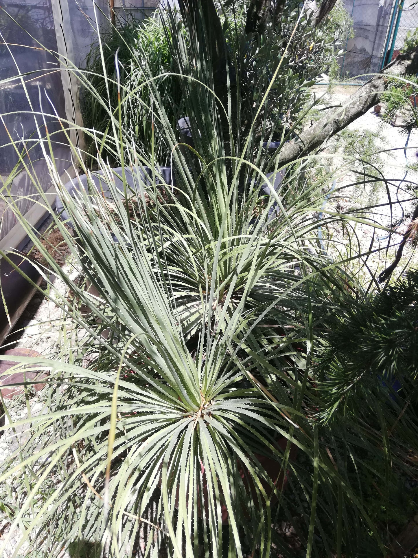 Dasylirion Wheeleri