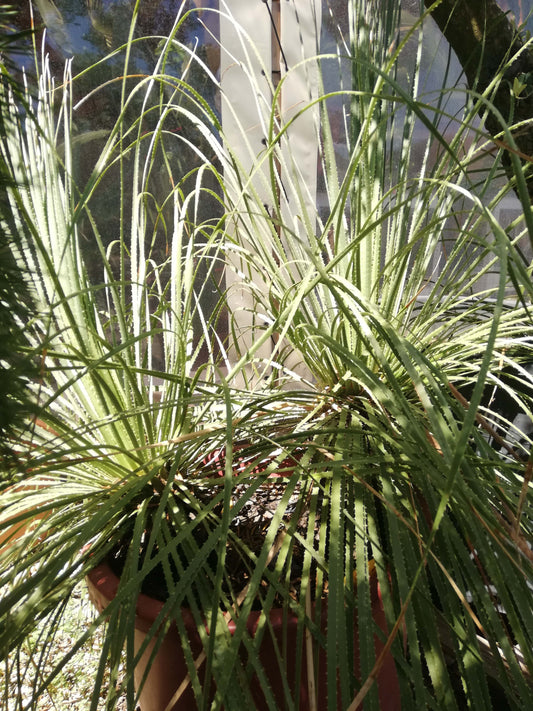 Dasylirion Wheeleri