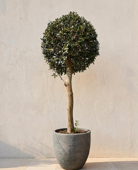 Olivovník európsky (Olea Europaea) – Tvarovaná guľa