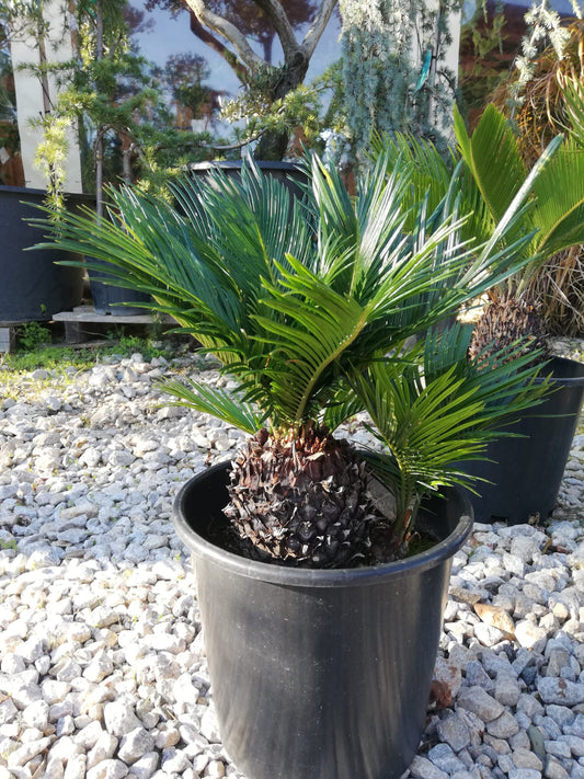 Cycas Revoluta