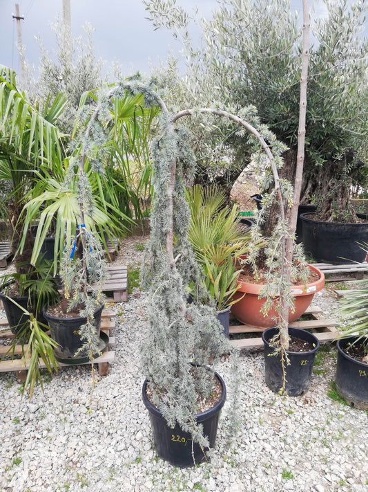 Céder atlantský 'PENDULA'