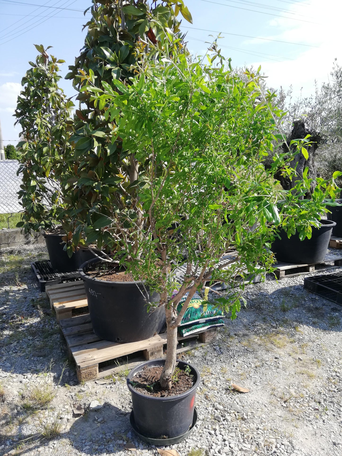 Punica Granatum (Granátovník)