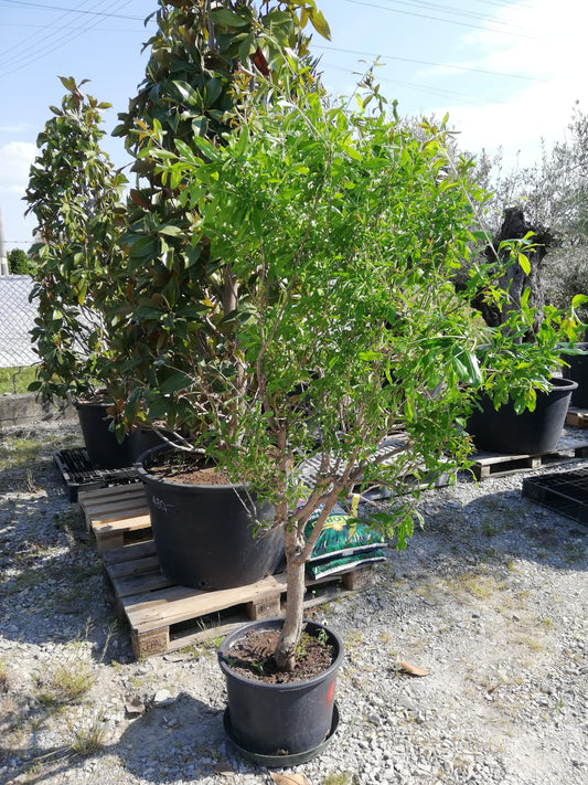 Punica Granatum (Granátovník)