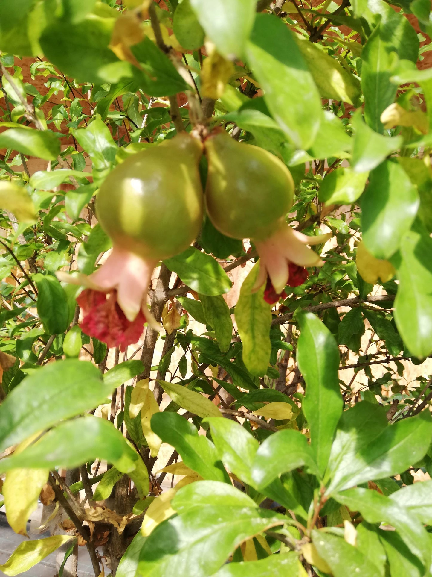 Punica Granatum (Granátovník)