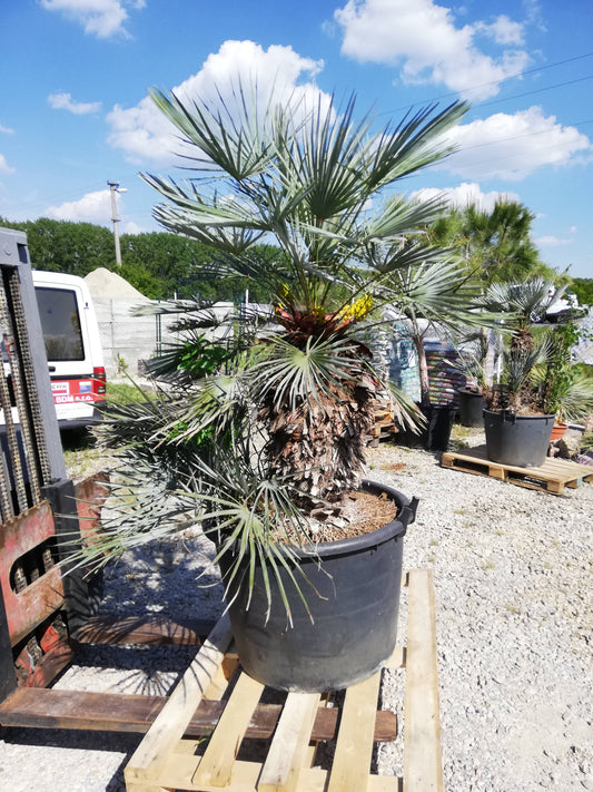 Chamaerops Humilis Cerifera