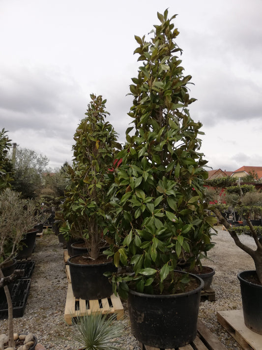 Magnolia Grandiflora (Magnólia)
