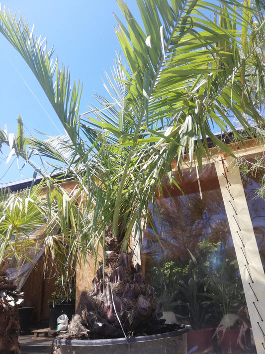 Jubaea  Chilensis